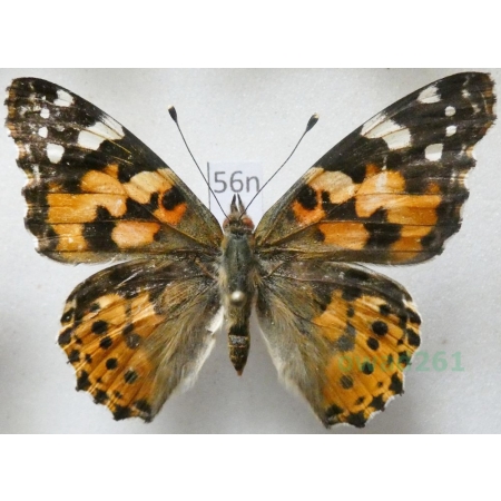 Vanessa cardui (Linnaeus, 1758) Rusałka osetnik Poland56n